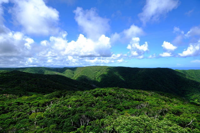 観光情報：奄美自然観察の森｜展望台