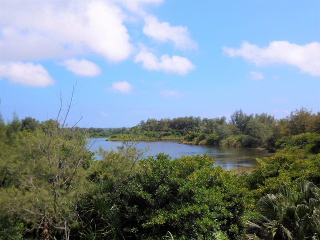 観光情報：大池のオヒルギ群落